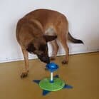 Hond met hondenpuzzel