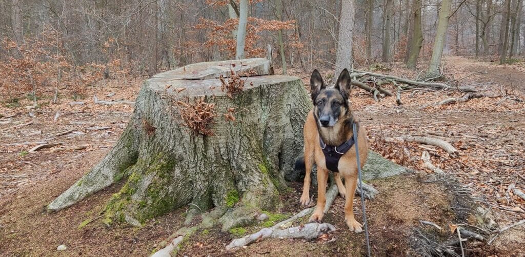 Wandeling met honden in de omgeving van Goor en De Ha