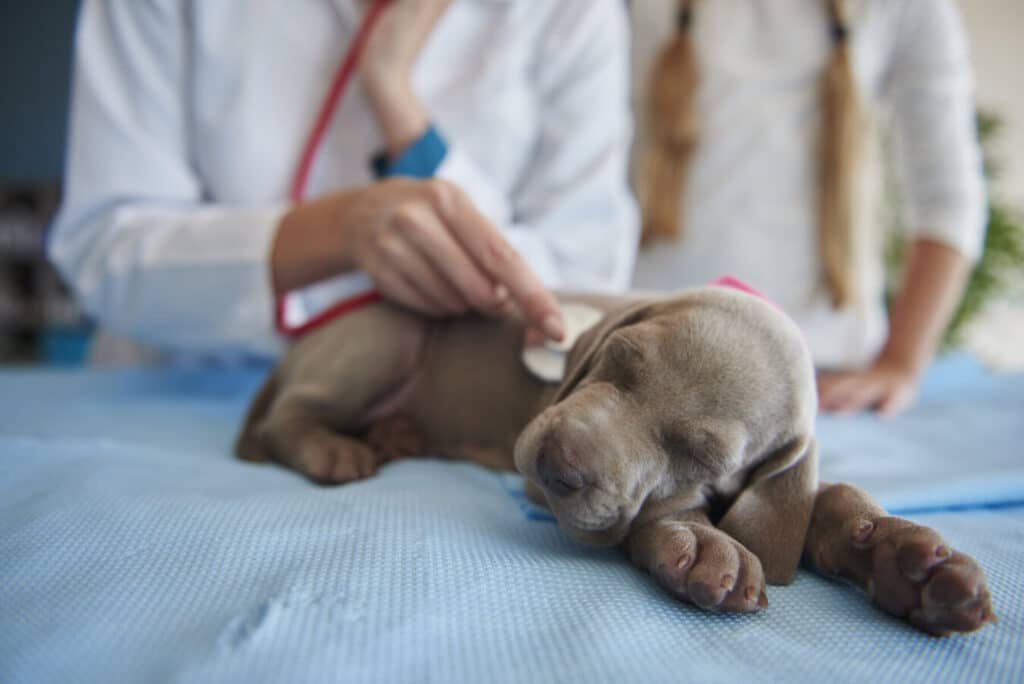 Hond bezighouden na operatie