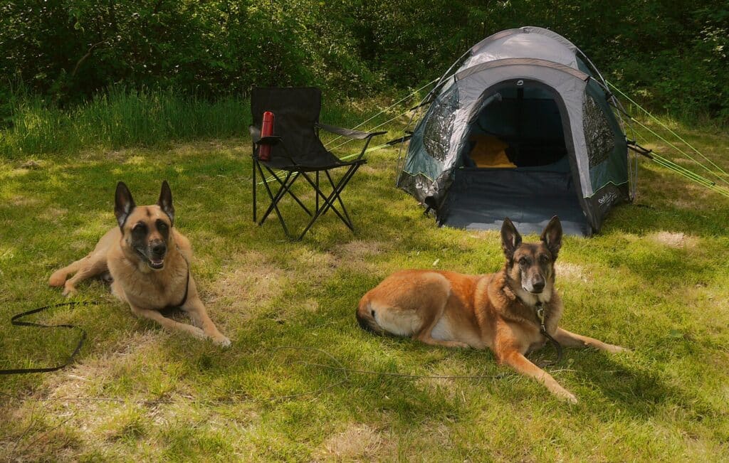 Benodigdheden tentkamperen hond