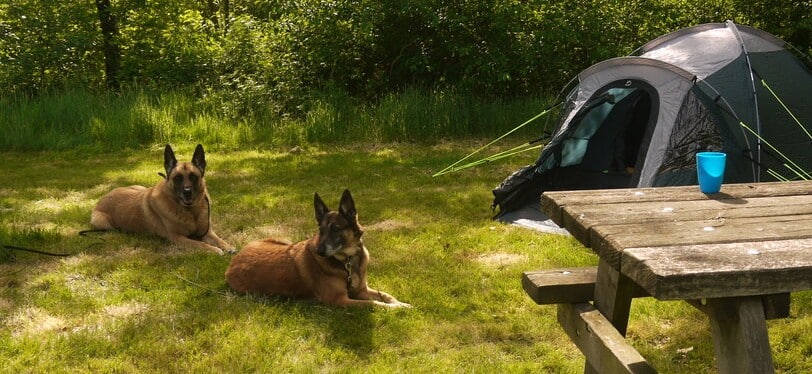 Kamperen met Mechelse herders