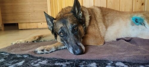 Hond gewond op vakantie