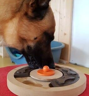 Hond puzzelt Karlie Hera